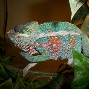 Male Ambilobe