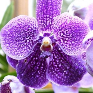 One Of My Orchids