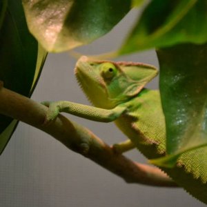Jade
