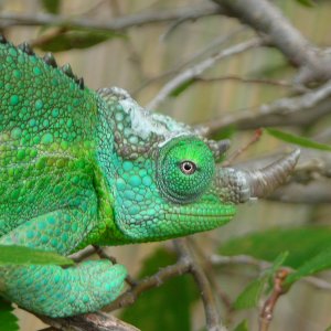 Female Trioceros Jacksonii Jacksonii