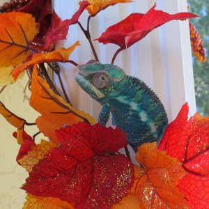Happy Fall Yall!