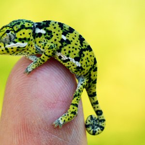 Baby Flapneck Chameleon