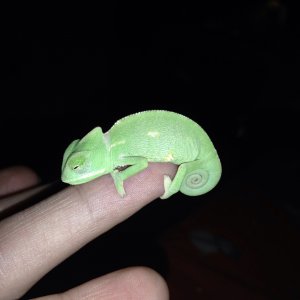 My New Veiled Chameleon.