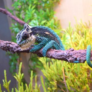 Midlands Dwarf Breeder Male