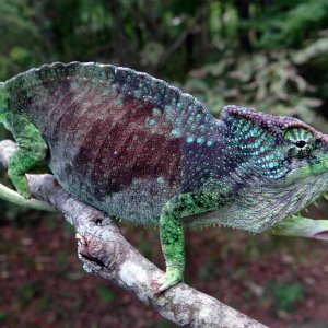 T. Q. Gracilior