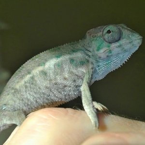 Bocephus