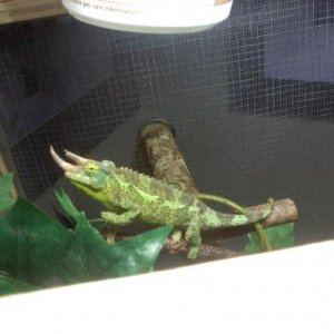 My Jacksons Loki