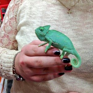 Mittens, The Veiled Chameleon