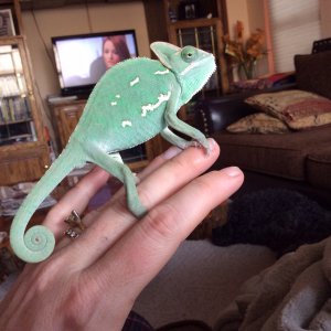 Taco
