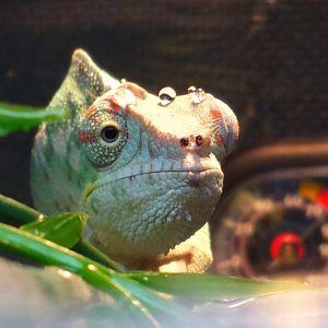 Pascal Taking A Shower