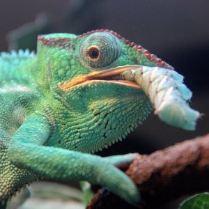 Nosey Be Male Eating A Horn Worm