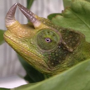 Upward Horn