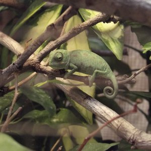Juvenile Chameleo Chamaleo