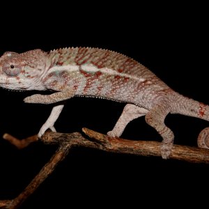 3 Month Old Male Ambilobe