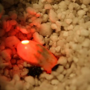 Pygmy Cham Embryo