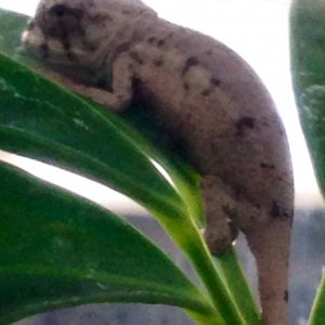 Hatchling