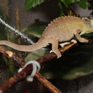 Juvenile Jackson's Chameleon