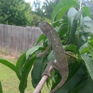 He Loves The Peach Tree
