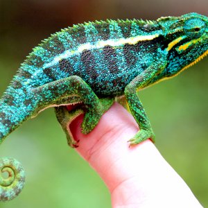Elliot's Chameleon From Rwanda