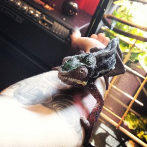 Marley The Chameleon