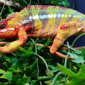 Zeus Yellow Body Blue Bars!! 300 Gram Giant!