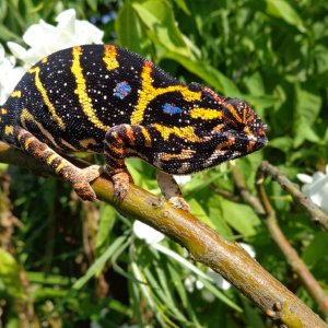 Female Furcifer Minor