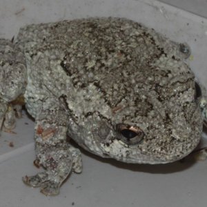 Are There "chameleon Toads/frogs" ?