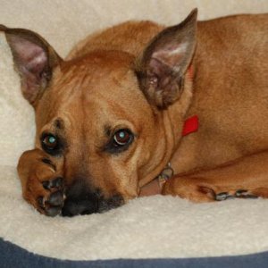 My sweet dog Red 7 years old
