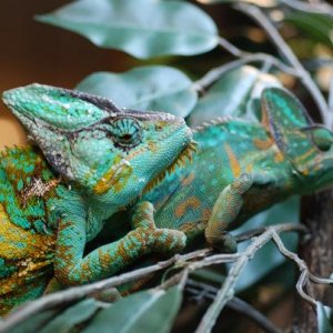 Luie & Camille mating