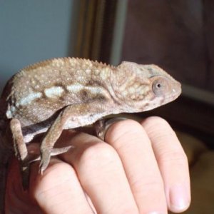 Galadriel ambanja female 
7 months