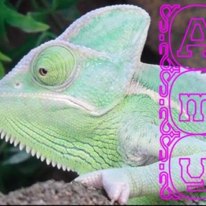Gorgeoous Girly-cham