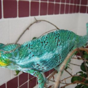 Check me out at http://www.chameleonforums.com/bart-wc-nosy-faly-28056/