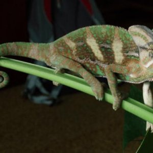 Yoda posing :-)