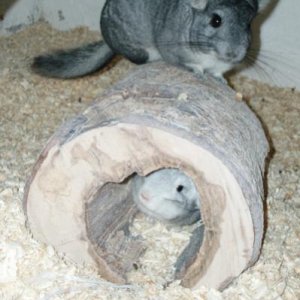 Chinchillas- Karlička and Flekoň