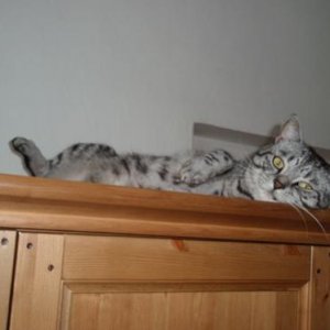 British shorthair Merlin