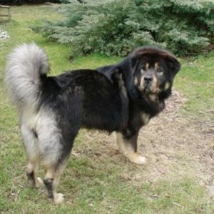 Tibetan Mastiff Baso