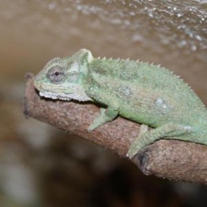 thamnobates mooi female1