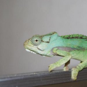 damaranum male2