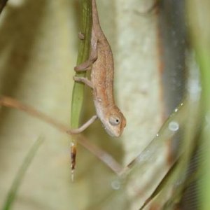ellioti juvenile