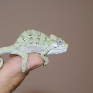 hoehnelii baby