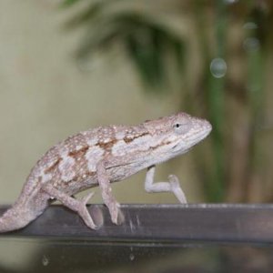 bitaeniatus male