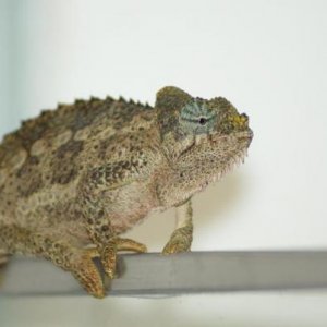 hoehnelii female