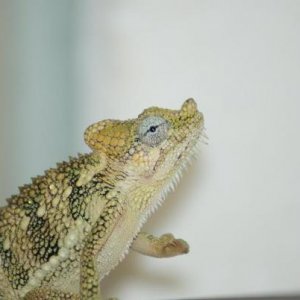 hoehnelii male