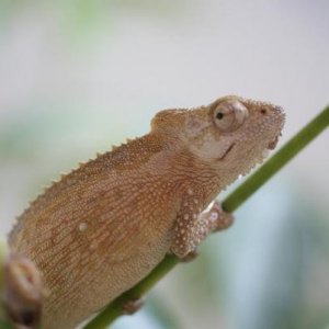 thamnobates nr female