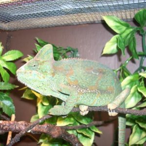 Athena chilling