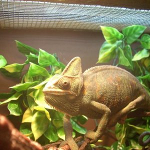 Athena chilling