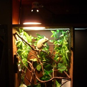Athena's cage