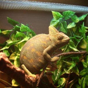 Athena chilling