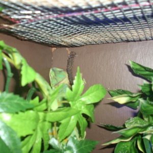 Athena sleeping in corner