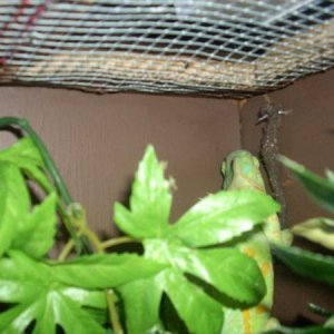 Athena sleeping in corner